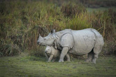 Gergedan anne ve yavrusu, Kaziranga Ulusal Parkı, Assam, Hindistan