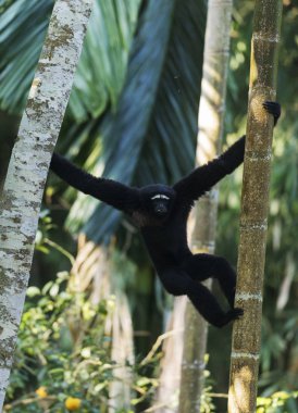 Hoolock Gibbon, erkek, Tinsukia, Assam, Hindistan