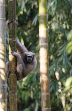 Hoolock Gibbon, kadın, Tinsukia, Assam, Hindistan