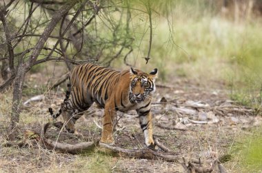 Yürüyen genç erkek kaplan, Ranthambhore Ulusal Parkı, Rajasthan, Hindistan
