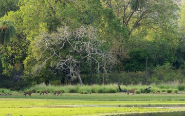 Dört kaplan, Ranthambhore Ulusal Parkı, Rajasthan, Hindistan