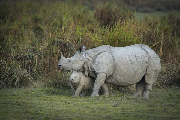 Rhino mother and calf, Kaziranga National Park, Assam, india