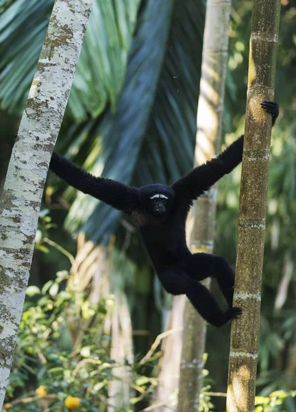 Hoolock-Gibbon, Männchen, Tinsukia, Assam, Indien — Stockfoto