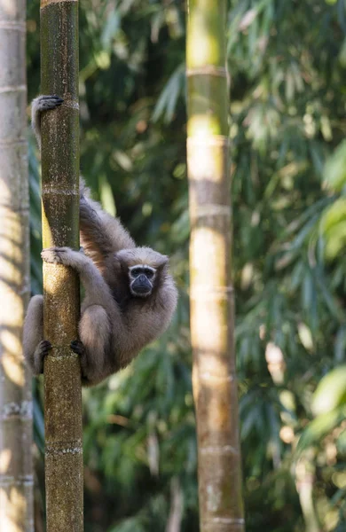 Hoolock gibbon, weiblich, tinsukia, assam, india — Stockfoto