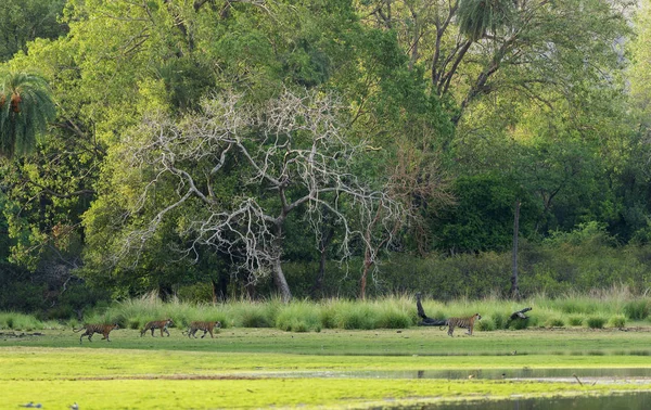 Quatre tigres, parc national de Ranthambhore, Rajasthan, Inde — Photo