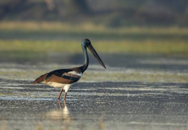 Siyah boyunlu leylek, Ephippiorhynchus asiaticus, Bharatpur, Rajasthan, Hindistan