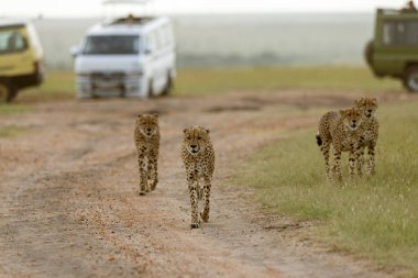 Çitalar, koalisyon kardeşler, Acinonyx jubatus, Masai mara, Kenya, Afrika