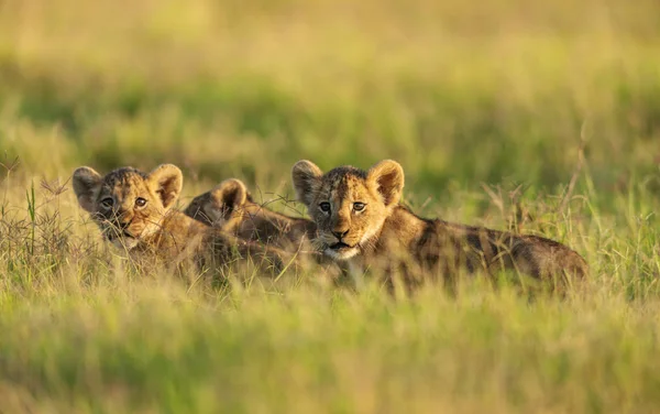 ลูกสิงโตในแสงสว่างตอนเช้า อัมโบเซลี เคนย่า — ภาพถ่ายสต็อก