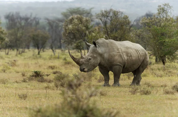 Nosorożec biały, Ceratotherium simum, Nakuru, Kenia, Afryka — Zdjęcie stockowe