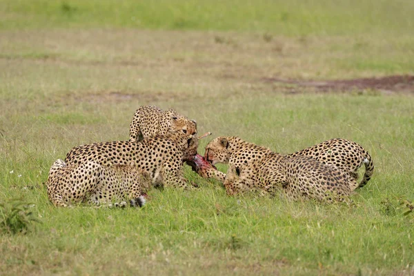 Cheetahs on a kill, Acinonyx jubatus, Masai mara, Kenya, Afrique — Photo