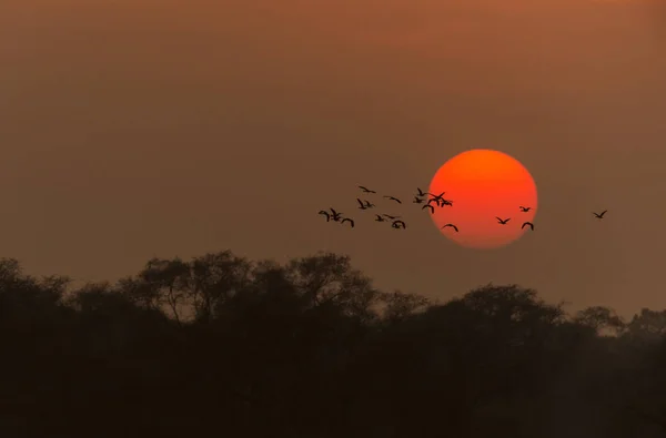 Fåglar i solnedgången, Bharatpur, Rajasthan, Indien — Stockfoto