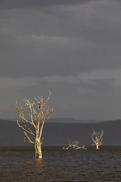 Torra träd i Nakuru sjön, Kenya, Afrika — Stockfoto