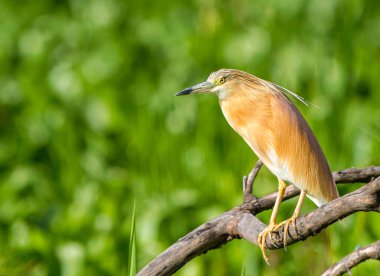 Afrika balıkçıl havuzu, ağaç, Naivasha Gölü, Kenya, Afrika