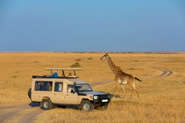 Safari aracının yanındaki zürafa, Giraffa, Masai Mara Ulusal Rezervi, Kenya, Afrika