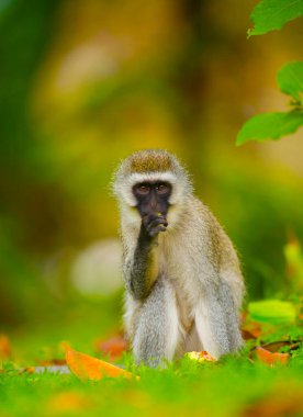 Vervet Maymunu, eski dünya maymunu, Chlorocebus pygerythrus, Kenya, Afrika