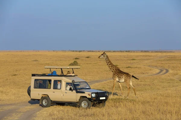 Safari aracının yanındaki zürafa, Giraffa, Masai Mara Ulusal Rezervi, Kenya, Afrika
