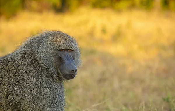 Baboon Close Shot Papio Kenia Afrika — Stockfoto