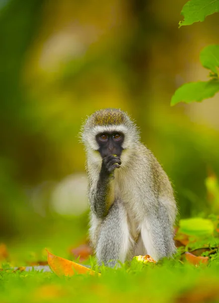 Vervet Monkey Macaco Velho Mundo Chlorocebus Pygerythrus Quénia África — Fotografia de Stock