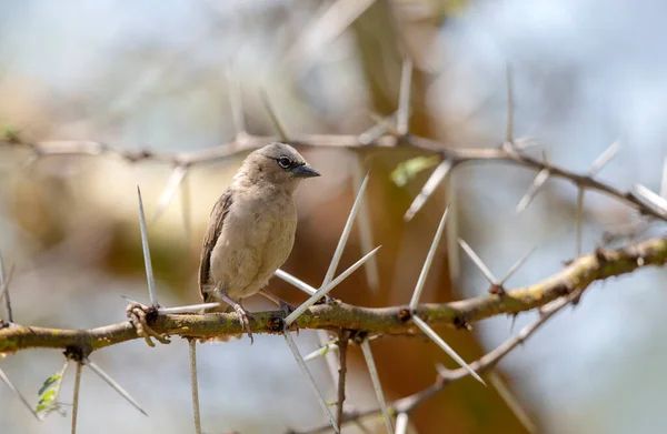 Grey Capped Social Weaver Zit Doornige Tak Pseudonigrita Arnaudi Masai — Stockfoto