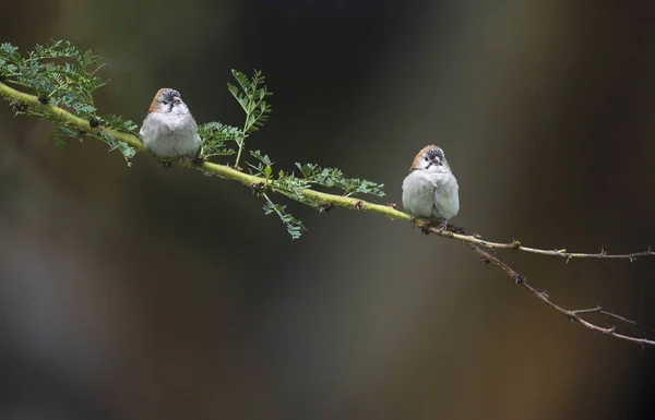 Due Passeri Frontali Maculati Ramo Sporopipes Frontalis Kenya Africa — Foto Stock