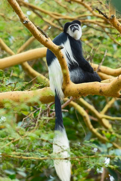 Black White Colobus Monkey Native Africa Lake Naivasha Kenya Africa — Stock Photo, Image