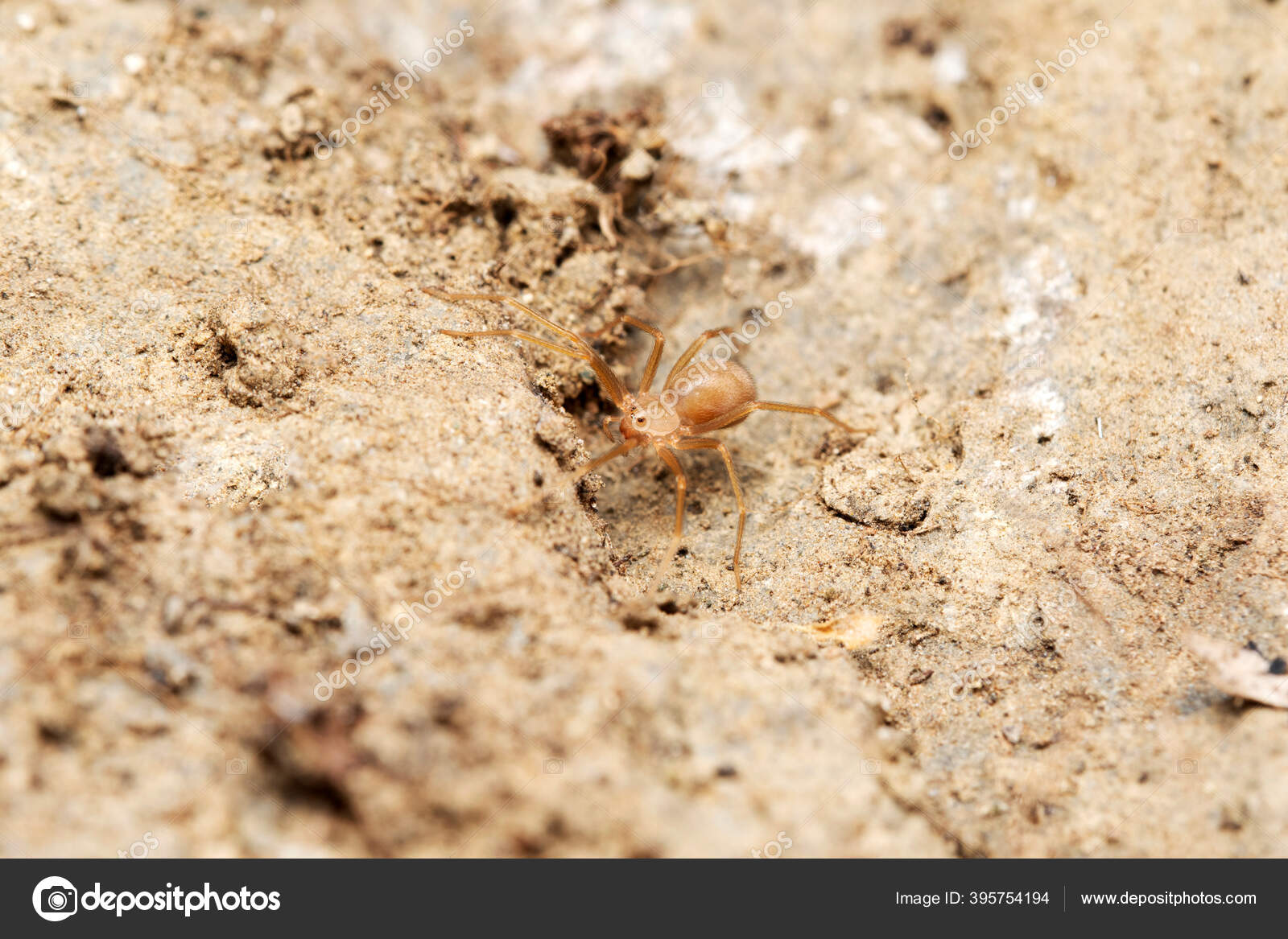 Dorsal Aranha Violino Loxosceles Reclusa Scariidae Satara Maharashtra Índia  — Foto © RealityImages #395754194, image size:1600x1167