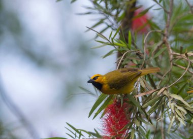 Benekli Weaver kuşu Maasai Mara Ulusal Rezervi, Ploceus ocularis, Kenya, Afrika