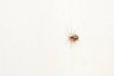 Civitas duvar örümceği, Oecobius civitas, Oecobiidae, Pune, Maharashtra, Hindistan