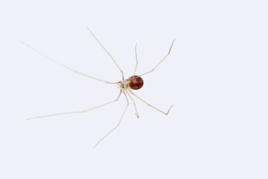 Kısa gövdeli mahzen örümceği, Spermophora senoculata, Pholcidae, Satara, Maharashtra, Hindistan