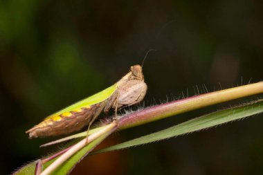 Boxer peygamber devesi ağaç dalı, Hestiasula brunneriana, Hymenopodidae, Pune, Maharashtra, Hindistan