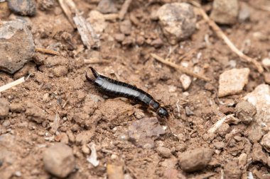 Hindistan Kulaklığı, Forficula auricularia, Satara, Maharashtra, Hindistan