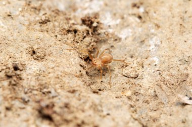 Keman örümceği, Loxosceles reclusa, Scariidae, Satara, Maharashtra, Hindistan (2)