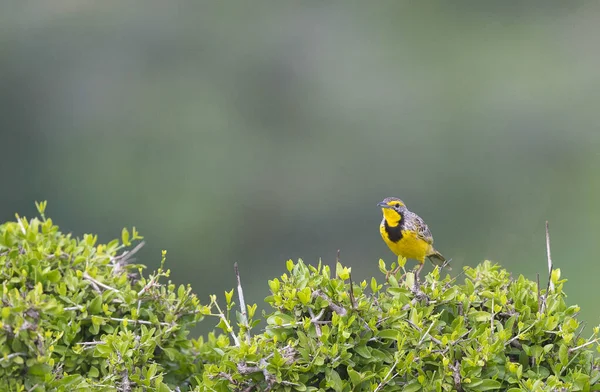 Masai Mara Ulusal Rezervi Nde Sarı Boğumlu Uzun Pençe Makroniks — Stok fotoğraf