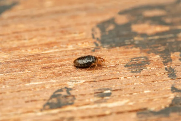 Lateral Tiro Percevejo Cimex Lectularius Pune Maharashtra Índia Alimentam Exclusivamente — Fotografia de Stock