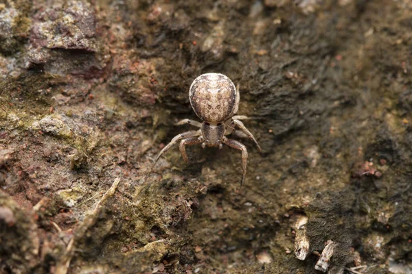 Aranha Caranguejo Xysticus Cristatus Satara Maharashtra Índia — Fotografia de Stock