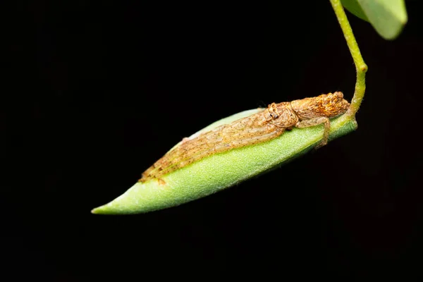 Tmarus Angulatus Thomisiidae Satara Maharashtra — 图库照片