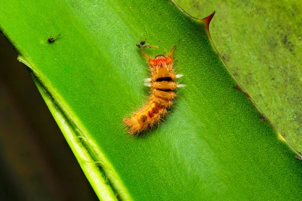 Tussok Silk Moth Ready Pupate Antheraea Mylitta Saturniidae Satara Maharashtra — 图库照片