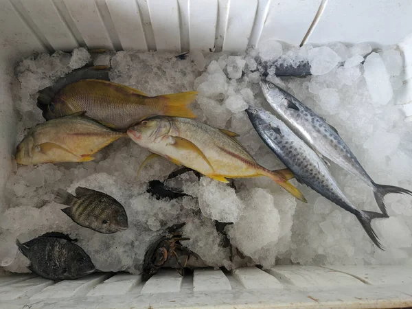 Various Fish in cold storage