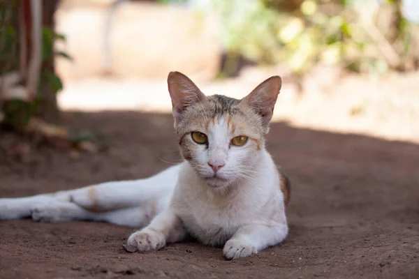 Cat Staring You Domestic Pet Felis Catus Satara Maharashtra India — стоковое фото