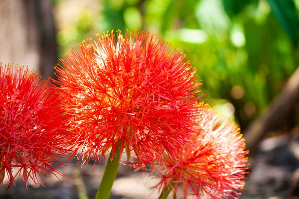 Red Football Lilies Which Appears First Rains Scadoxus Multiflorus Satara — Stock Photo, Image