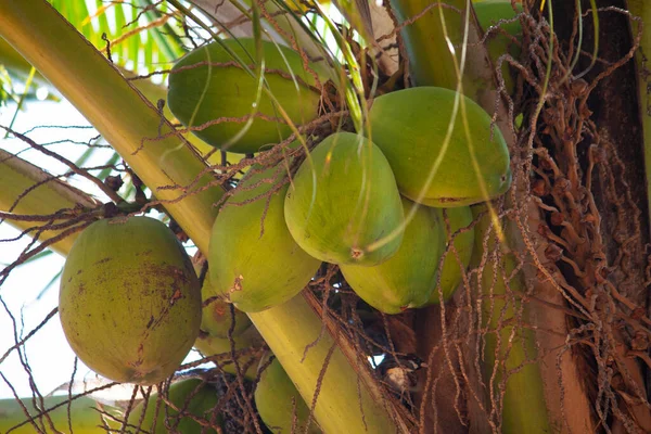Świeże Orzechy Kokosowe Drzewie Cocos Nucifera Satara Maharashtra Indie — Zdjęcie stockowe