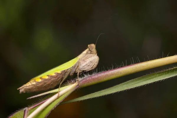 Boxer Mantis Tree Branch Hestiasula Brunneriana Hymenopodidae Pune Maharashtra India — стокове фото