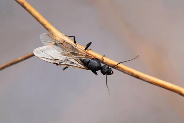 Formiga Carpinteiro Com Asas Camponotus Herculeanus Satara Maharashtra Índia — Fotografia de Stock