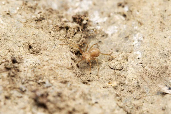 Dorsal Aranha Violino Loxosceles Reclusa Scariidae Satara Maharashtra Índia — Fotografia de Stock