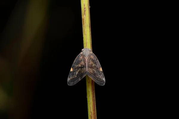 Planthopper Ricania Speculum Ricaniidae Pune Maharashtra Indien — Stockfoto