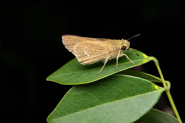 Small Banded Fast Pelopidas Mathias Satara Maharashtra Ινδία — Φωτογραφία Αρχείου