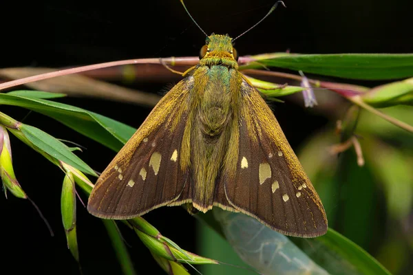 平原带快速张开翅膀 Pelopidas Mathias Hesperiidae Buuterfy — 图库照片