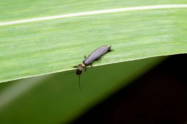 Webspinner Böceği Oligotoma Saundersii Veya Saunders Embiid Satara Maharashtra Hindistan — Stok fotoğraf