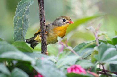 Kırmızı gagalı leiothrix, Leiothrix lutea, Rishop, West Bengal, Hindistan