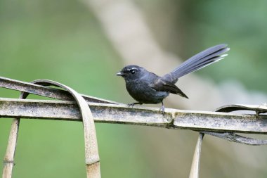 Beyaz kaşlı fantail, Rhipidura aureola, Lava, West Bengal, Hindistan